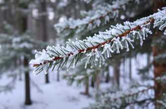 Иней лег на ветви ели