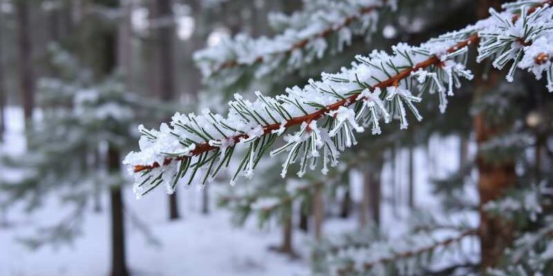 Иней лег на ветви ели