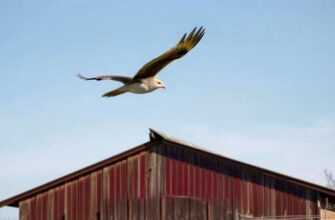 Летела гагара высоко над амбаром