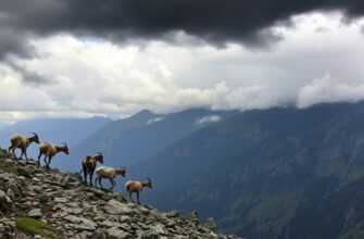 Лезут козы в грозу в лозу