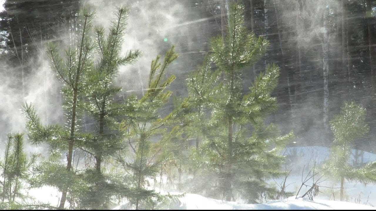 Ветер ёлками шумит