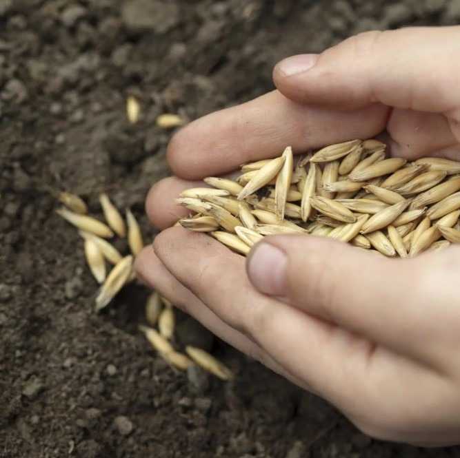 Вёз Анос сеять овес